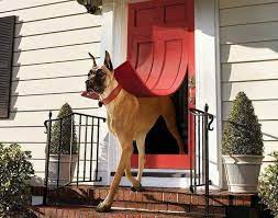 Funny Dog Door Of The Day Petslady