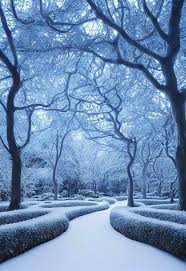 beautiful landscape in the snowy forest