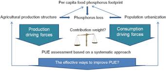 Changing Phosphorus Metabolism Of A Global Aquaculture City