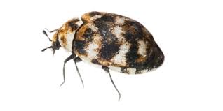clean up carpet beetles professional
