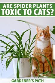 Are Spider Plants Toxic To Cats