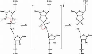 rna sugar phosp backbone