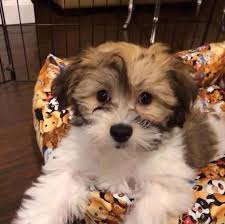 Havanese puppy for sale near naples, florida, usa. Breeder S Havanese Puppies For Sale On Long Island New York For Sale In Bay Hills New York Classified Americanlisted Com