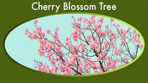 8 cherry blossom tree tips to know