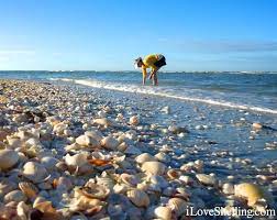 The best time to collect shells on sanibel is 1 1/2 hours before and after low tide. Sanibel Island Fl The World S Best Shelling Beaches Beach Bliss Living