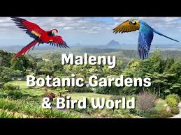 maleny botanic gardens bird world
