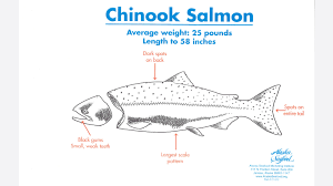 Chinook Salmon Line Alaska Seafood