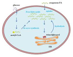 cellular uptake metabolism and sensing