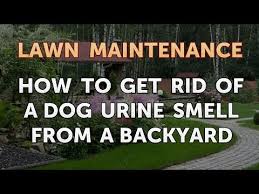 dog urine smell from a backyard