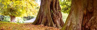 Questions On Emerald Ash Borer Treatment Martins Tree