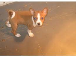 Basenji puppies for sale your search returned the following puppies for sale. Basenji Puppies For Sale