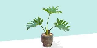 philodendron selloum plant care how