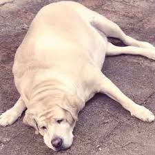 See more ideas about fat dogs, dogs, fat animals. Cute Fat Dog Breeds Off 53 Www Usushimd Com