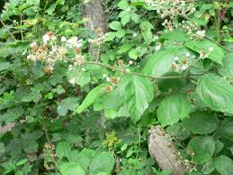 Rubus macrophyllus Weihe & Nees | Plants of the World Online ...