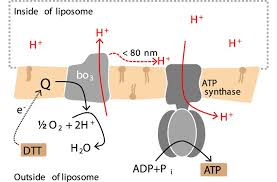 Proton Pump And Atp Synthase