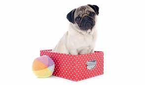 pug gifts 10 best gifts for pug
