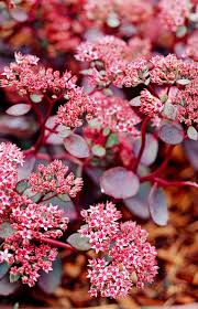 17 best sedum plants that will look