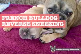 The biggest issue i see in my practice is a conditioned. French Bulldog Reverse Sneezing Why It Happens How To Stop It