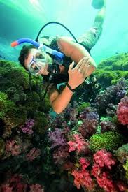 scuba diving trips and padi training