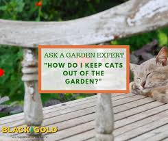 How Do I Keep Cats Out Of The Garden