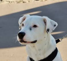 Hybrid dogs puppy mix basset hound mix popular dog breeds dalmatian mix cute animals corgi mix pitbull mix pitbulls dogs dalmatian mix animals image imagery puppies. Sorry Don T Have Time To Chat Gotta Get Down Onto The Sand I Love It Here That S Why They Call Me The Dogs Of San Francisco