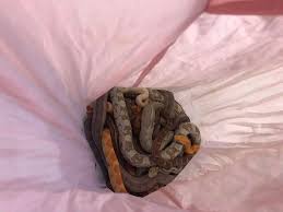 exotic snakes doing in a u k trash bin