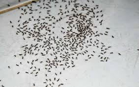ants in my birmingham house