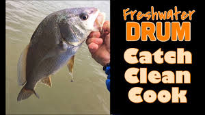 freshwater drum catch clean cook