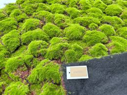 indoor wall moss carpet artificial moss