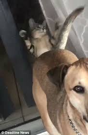 Cute Cat Chases Wagging Dog S Tail