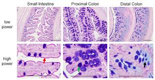 Although most of the human flora (the term used for the bacteria living in the human body) is found in the colon, there are a good number of microbes found in the small intestine. Analyzing The Properties Of Murine Intestinal Mucins By