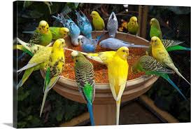 Parakeets Gather At A Bird Feeder