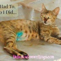 If she is paying no attention at all to her incision and if the redness and sometimes cats can have significant swelling on their spay incision that goes down after a week or so. How To Remove Stitches From A Cat Deb S Random Writings
