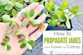 propagate jade plant cuttings leaves