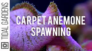 sing mini maxi carpet anemones