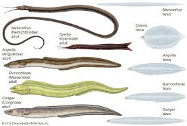 Eel Description Types Facts Britannica