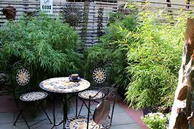 Immergrüne kletterpflanzen bepflanzung mit immergrünen kletterpflanzen als sichtschutz für garten balkon und terrasse. Bambus Als Sichtschutz Fur Terrasse Und Balkon Bambuswald