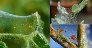 Maybe you would like to learn more about one of these? How To Kill Spider Mites Easily Ways To Get Rid Of Mites Balcony Garden Web