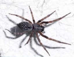 Black House Spider The Australian Museum