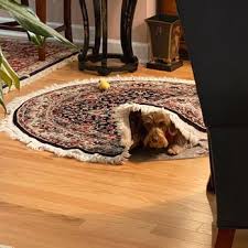 oriental rug carpet cleaning