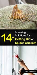 Spider Cricket Control Quick Tips For