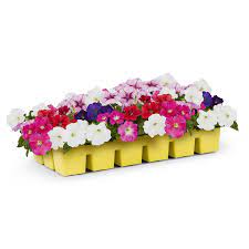 Flower deal of the week. Annuals At Lowes Com