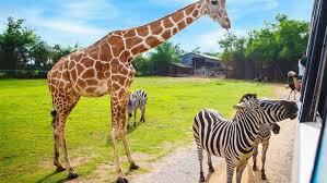 Chová se zde více jak 360 druhů zvířat na rozloze 71 ha. Safari Park Zoo Dvur Kralove Afrika Na Dlani Travel Adventure