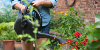 urban gardening starter kit wirecutter