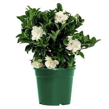 Gardenia Bush Veitchii Live Plant 6 Pot