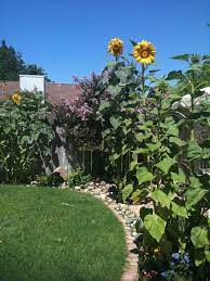 Sunflower Backyard Design Ideas 19