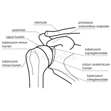 Spherical end of the humerus. Bone Structure Of The Shoulder Joint Stock Vector Illustration Of Joints Human 45207575