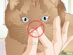 Offer warm and tasty food as a blocked. How To Diagnose The Cause Of Dry Nose In Cats 13 Steps