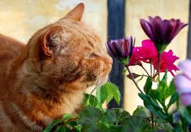 Likes some humidity and grows large leaves up to 30 inches tall. The Orange Cat And The Flowers Stock Image Colourbox