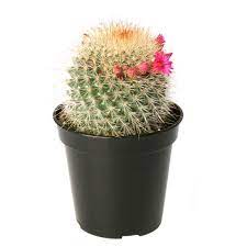 Cactus plant produce beautiful blooms. Buy Mammillaria Spinosissima Pincushion Cactus Online At Plantsguru Com